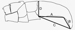 Diagram Of The Measurements Taken From Claws - Line Art