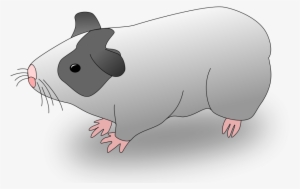 How To Set Use Cavia Guinea Pig Clipart