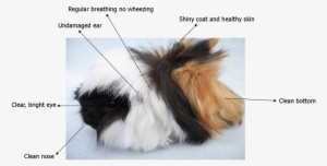 Caring For Your Guinea Pig - Fly Strike Guinea Pigs
