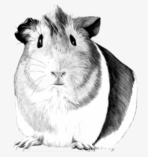 Jpg Transparent Stock Drawing Google Search Piggie - Sketch Of A Guinea Pig