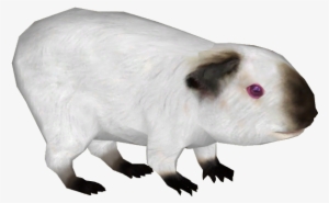Guinea Pig 3 - Guinea Pig