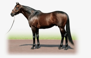 King Kamehameha - Shadai Stallion Station