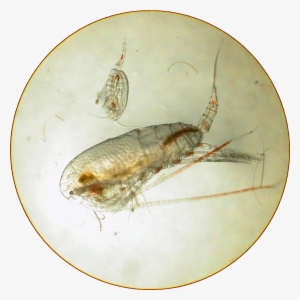 Those Phytoplankton Are Eaten By Tiny Animals Called - Copepod Under Microscope