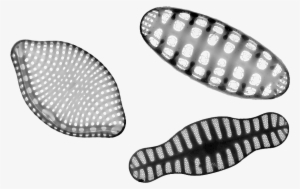 Diatom Png