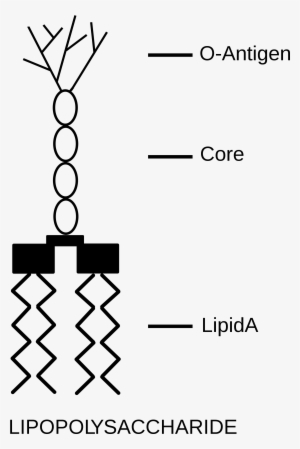 Open - Lipopolysaccharide Structure