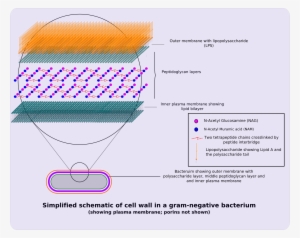 Gram Negative Cellwall Schematic - Algal Cell Wall Structure