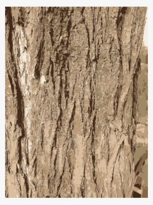 Tree Bark Texture