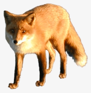 Free Png Fox Png Images Transparent - Red Fox