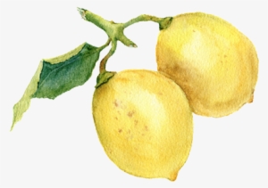 Lemon - Watercolor Painting