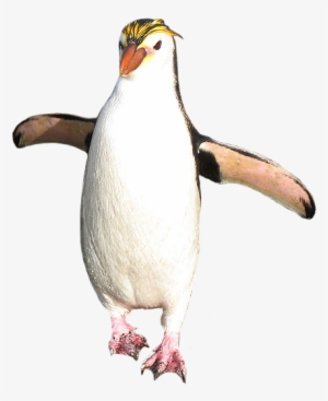 Royal Penguin - Macaroni Penguin Transparent Background