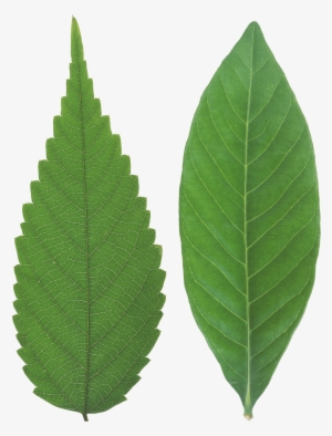 Green Leaves Png Image - Leaf