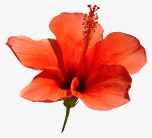 Red Hibiscus - Chinese Hibiscus