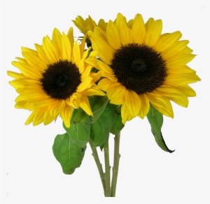 Sunflower Png Background Image - My First Book Of Early Learners [book]
