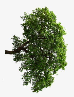 Oak Tree - Oak
