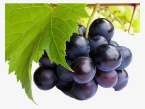 Black Grapes Png Free Commercial Use Images - Purple Grapes