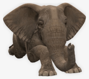 Elephant-down - Elephant Png