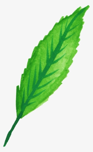 Free Download - Mint Leaves Watercolor Png