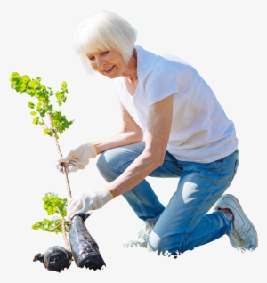 Cutout Elder Woman Planting Tree,garden Activity - People Planting Cut Out