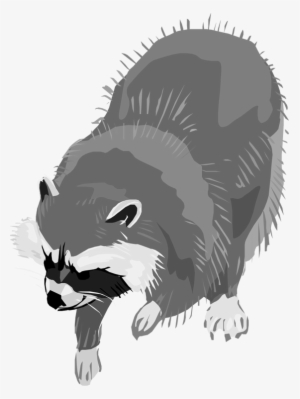 Raccoon Clipart Grey - Raccoon