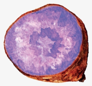 Purple Sweet Potato - Purple Sweet Potato Watercolor