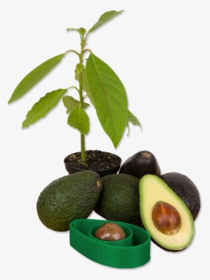 Avoseedo, A Handy Tool To Make Growing Avocado Trees - Avocado Plant Png