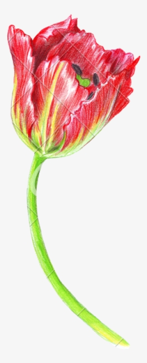 Banner Library Download Hand Of A Tulip Photos By Canva - Detailed Colored Pencil Flowers
