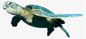 Sea Turtle Clipart Olive Ridley - Hawksbill Turtle Transparent Background