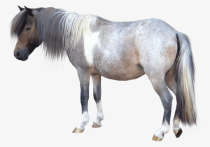 Caballo Pequeño - Miniature Horse White Background