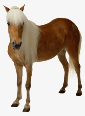 Caballo Marróan Claro - Horse Png