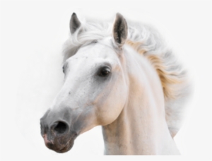 Champús Para Caballos - Stretched Canvas Print: White Horse Stallion, 37x25in.