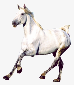Png De Estetica Caballo Real - Mustang Horse
