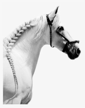 Training Horses - Caballos Blancos Png