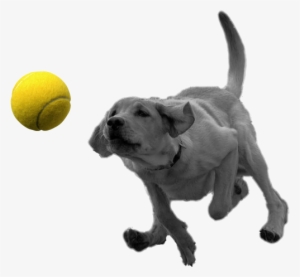 A - Dog With Ball Transparent