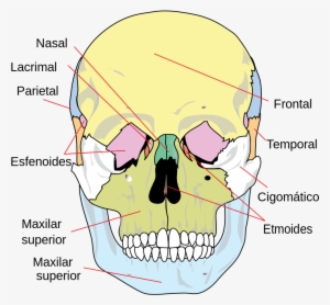 Es-human Skull Front Simplified - Huesos De La Cara
