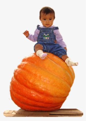 Petaluma Pumpkin Patch Giant Pumpkins - Pumpkin Patch Transparent