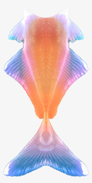 Fish Tail By Lavandalu On Deviantart Library - Fish Tail Png