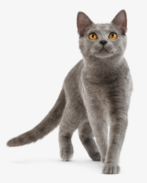 Domestic Cat - British Shorthair Cat Playing