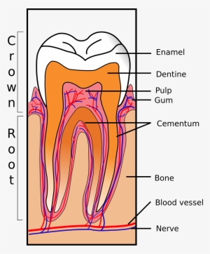 Tooth Structure