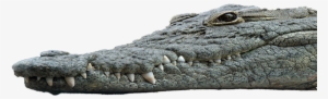 They Have Long And Narrow Snouts In Comparison - American Crocodile