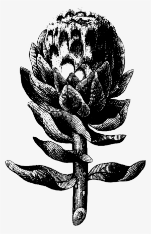 26+ Black and white transparen artichoke clipart