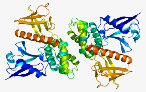 Nf2 Protein