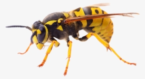 Wasp Treatment Pest Control - Dead Wasp