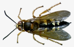 Cicada Killer Wasp - Types Of Wasps In Florida