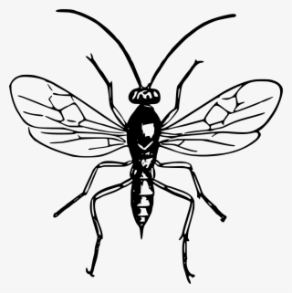 Wasp - Black And White Wasp Clip Art