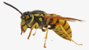 Yellow Jacket