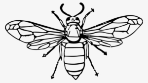 Hornet Bee Insect Wasp Drawing - Wasp Black And White Png