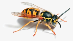 Ong Vò Vẽ: Hãy ngắm nhìn hình ảnh về ong vò vẽ, một loài ong hiếm có và đầy màu sắc. Hãy cùng tìm hiểu về cách sống và sinh sản của loài ong này thông qua những hình ảnh đẹp mắt và tuyệt vời.