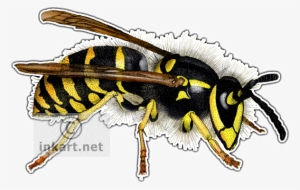 Common Yellowjacket Wasp Decal - Common Yellowjacket Wasp Picture Ornament