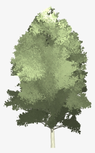 Image Result For Tree Painted Png - Tree