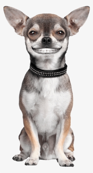 Smiling Dog - Hemingway's Chihuahua: Collection Paper Planes